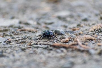 The beetle
