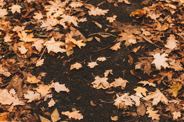 lies yellowed autumn leaves, texture