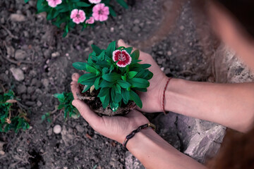 Woman's hands holding a flowering plant