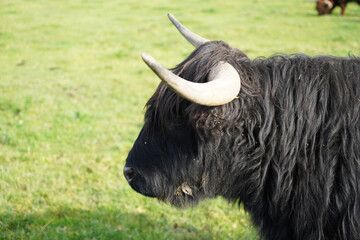 american buffalo in the field