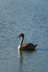 A mute swan cygnet