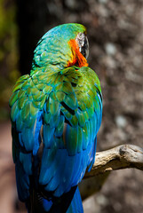Colorful macaw feathers