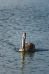 A mute swan cygnet