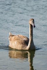 A mute swan cygnet