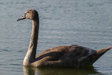 A mute swan cygnet