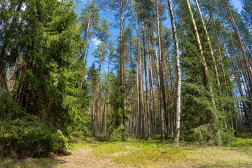 Early morning with sunrise in spruce forest