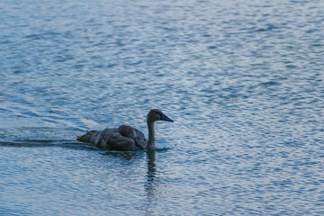 A mute swan cygnet