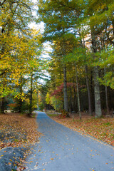 Country road surrounded by fall colors and leaves