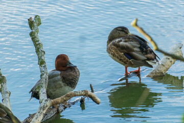 Mallards by a lake
