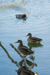 Mallards by a lake