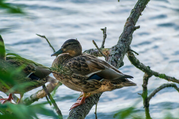 A mallard by a lake