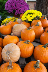 Dozens of plump orange pumpkins and colorful mums