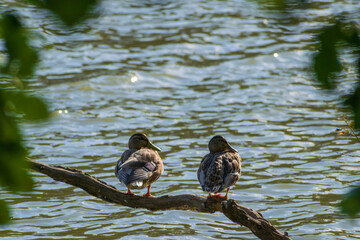 Mallards by a lake