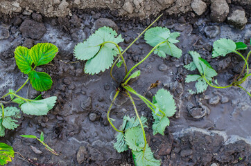 Freshly planted strawberry bushes close-up. Young strawberry bushes