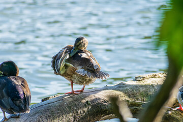 A mallard by a lake