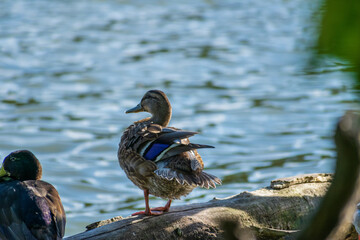 A mallard by a lake