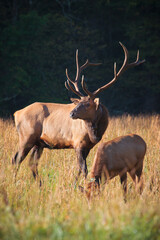 Elk buck with huge antlers and female grazing in autumn meadow