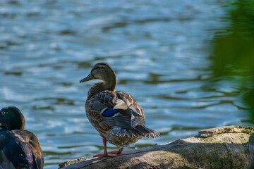 A mallard by a lake