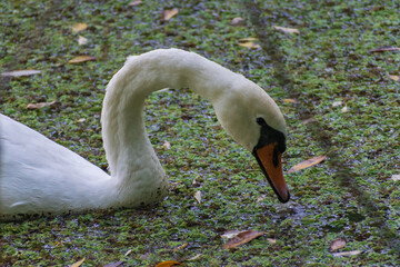 A mute swan