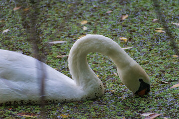 A mute swan