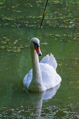 A mute swan