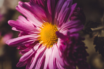 Obraz premium Blooming chrysanthemum with home garden. Dark toned photo.