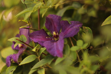 fioletowy  kwiat  na  gęsto  zarośniętym  liśćmi  krzewie - obrazy, fototapety, plakaty