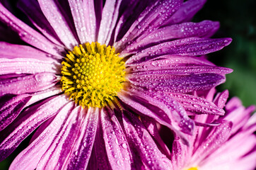 Obraz premium Bright rays of the sun on chrysanthemum flowers. Water drops on petals