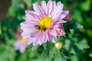A bee collects nectar from a chrysanthemum flower, macro photo