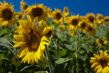 Field of bright yellow sunflowers
