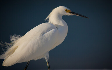 Fluffy feathered egret on windy day