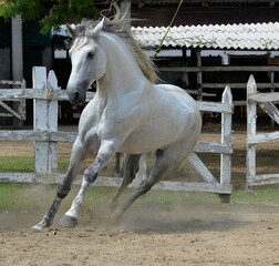 caballo