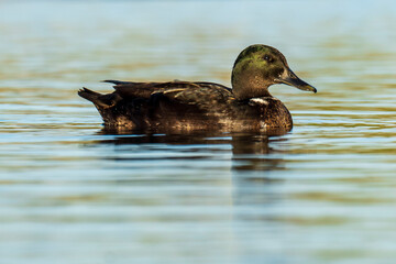 Mallard Anas platyrhynchos Costa Ballena Cadiz