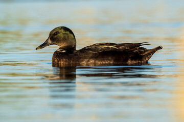 Mallard Anas platyrhynchos Costa Ballena Cadiz