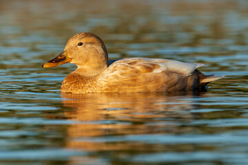 Mallard Anas platyrhynchos Costa Ballena Cadiz