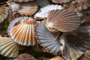Coquilles saint jacques