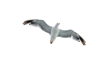seagull isolated on white