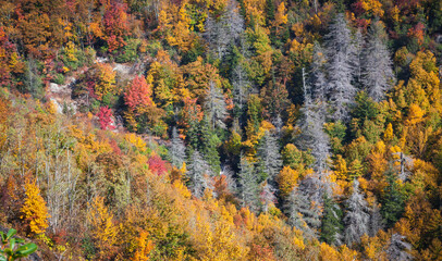 Hillside of fall color off the Blue Ridge Parkway in autumn