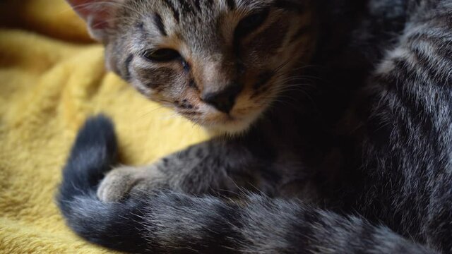 close up view of a four month old brown and black striped tabby cat