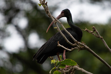 Naklejka premium ave de gran pico