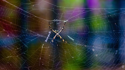 spider on web
