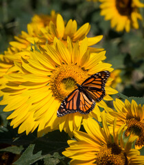 Monarch butterfly on sunflower on summer day