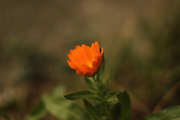 piękny  pomarańczowy  kolor  małego  kwiatka  w  ogrodzie  