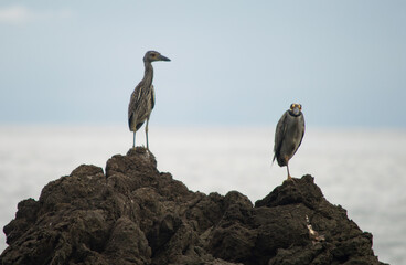 Aves sobre rocas