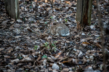 A wild hare in the grassland  © Simone Migliaro