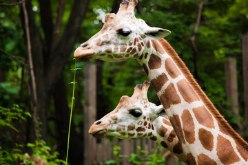 Pair of reticulated giraffes