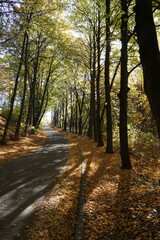 The road going through the autumn park on a sunny day.