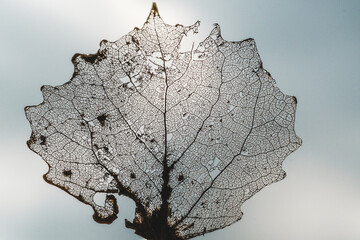 oak leaf on the ground