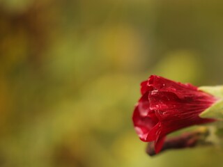 czerwony  nie  rozwinięty  pączek  kwiatowy  w  ogrodzie