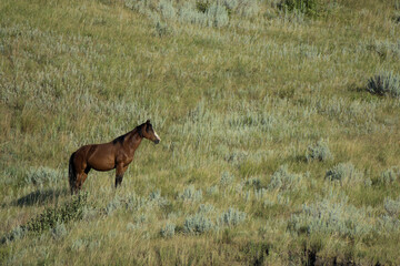 Wild bay stallion on badlands hillside looking up